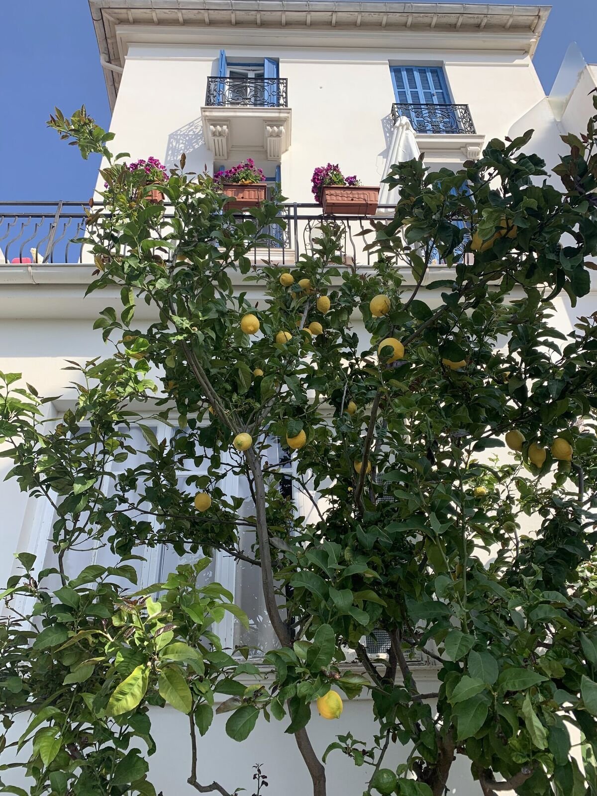 L'albero di limoni davanti all'hotel